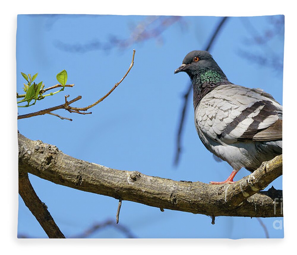 Outdoors Fleece Blanket featuring the photograph Dove Perched on a Tree Branch by Pablo Avanzini