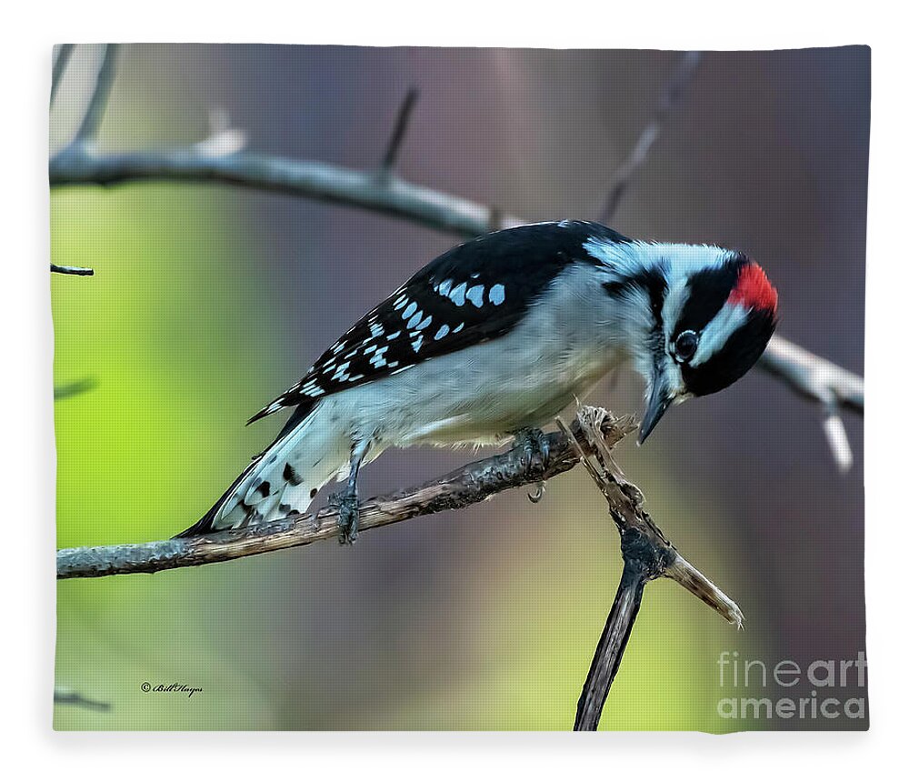 Woodpeckers Fleece Blanket featuring the photograph Downy Woodpecker by DB Hayes