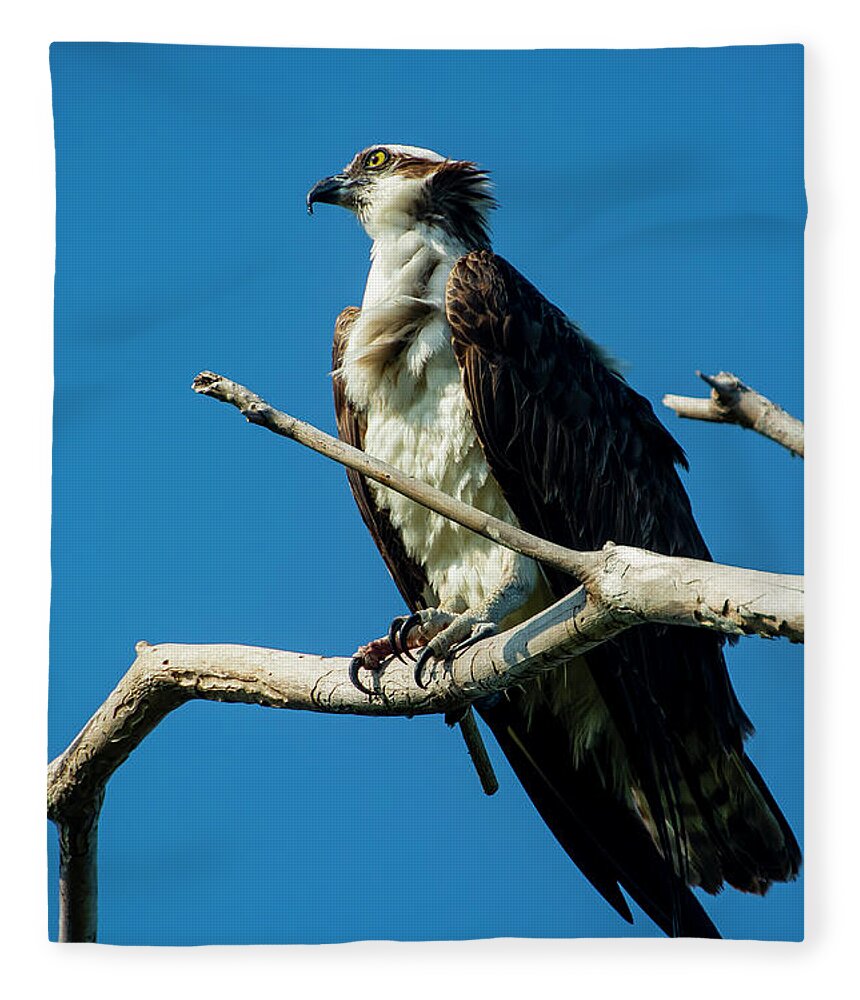 Bird Fleece Blanket featuring the photograph Dreamimg by Quinn Sedam