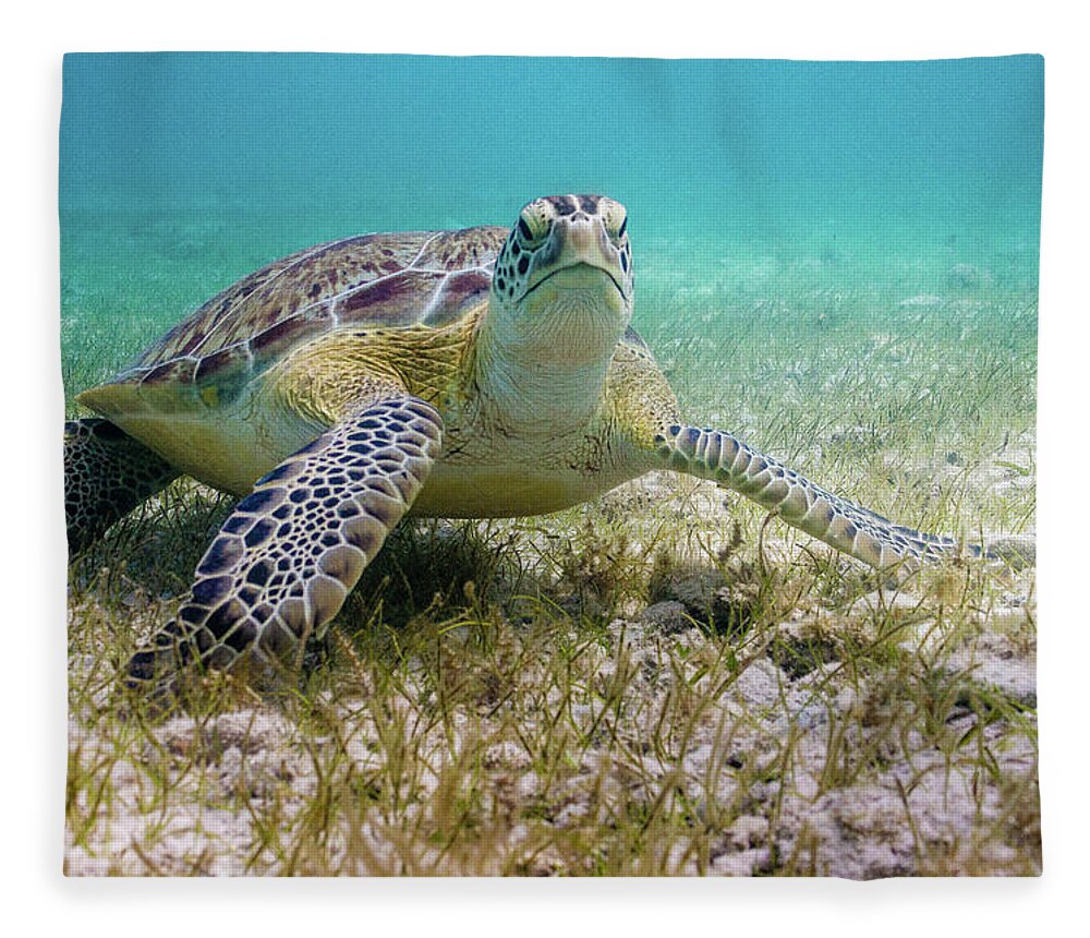 Turtle Fleece Blanket featuring the photograph Dude by Lynne Browne