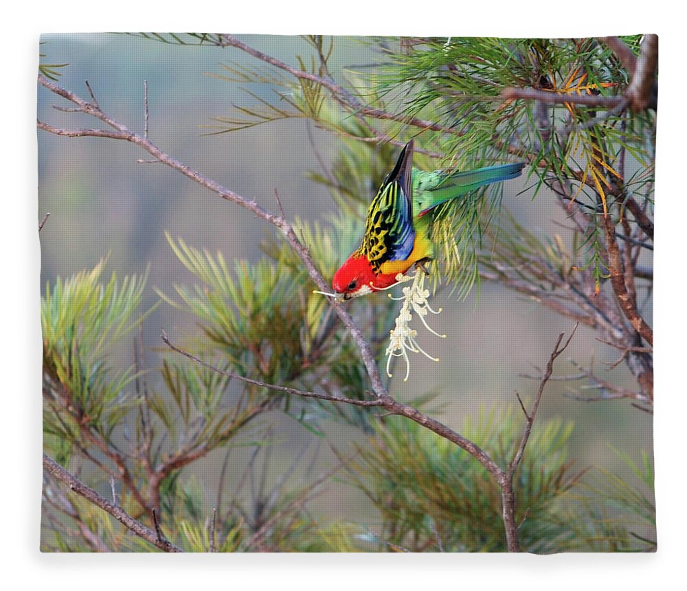 Parrot Fleece Blanket featuring the photograph Eastern Rosella Eating by Wendy Townrow
