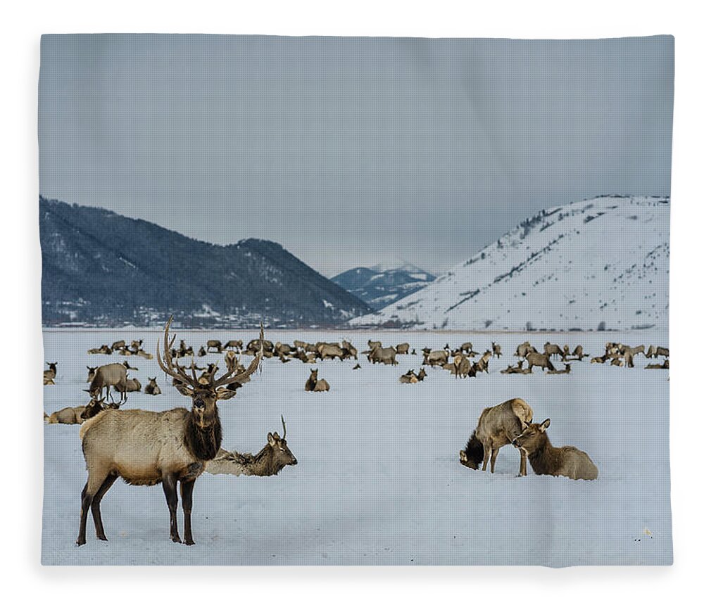 Elk Fleece Blanket featuring the photograph Elk in Jackson Hole, Wyoming by Julieta Belmont
