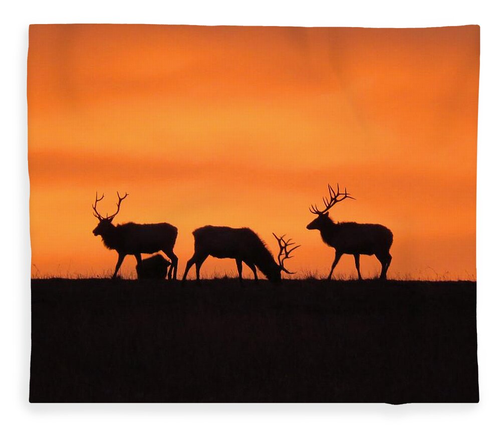 Elk Fleece Blanket featuring the photograph Elk in the morning light by Keith Stokes