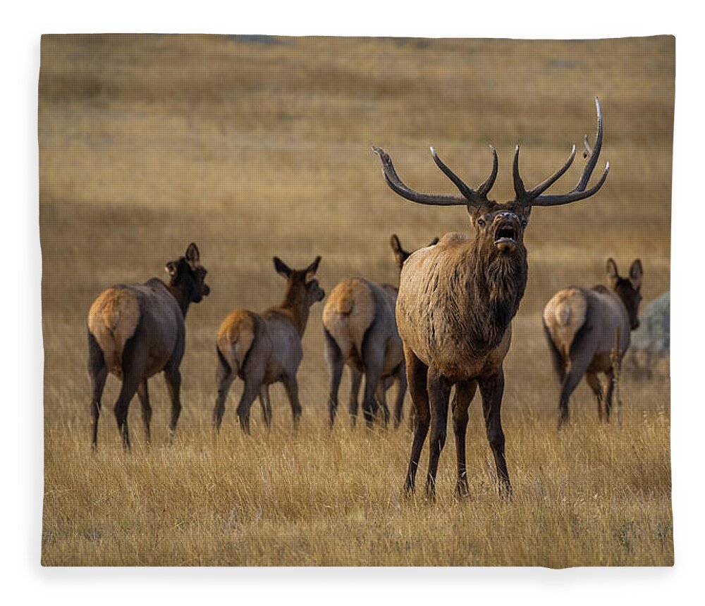Elk Fleece Blanket featuring the photograph Elk Rut in Full Swing by Gary Kochel