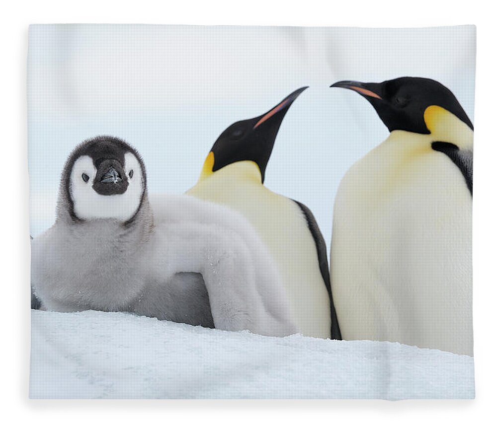 Emperor Penguin Fleece Blanket featuring the photograph Emperor Penguin Aptenodytes Forsteri by Martin Ruegner