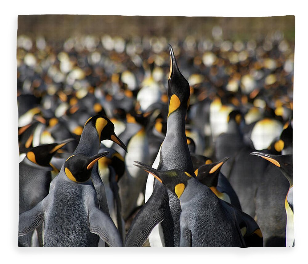 Emperor Penguin Fleece Blanket featuring the photograph Emperor Penguin Colony by Simon Bottomley
