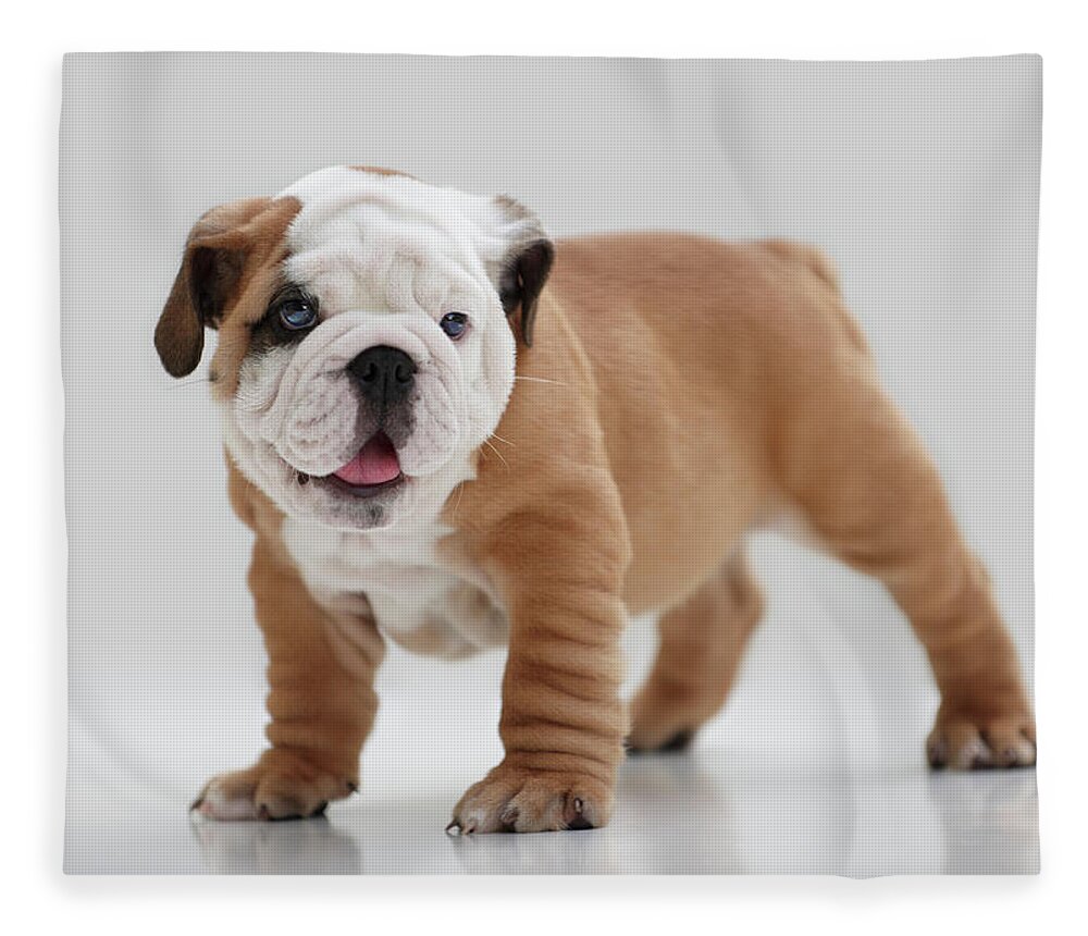 Pets Fleece Blanket featuring the photograph English Bulldog Puppy by Lwa