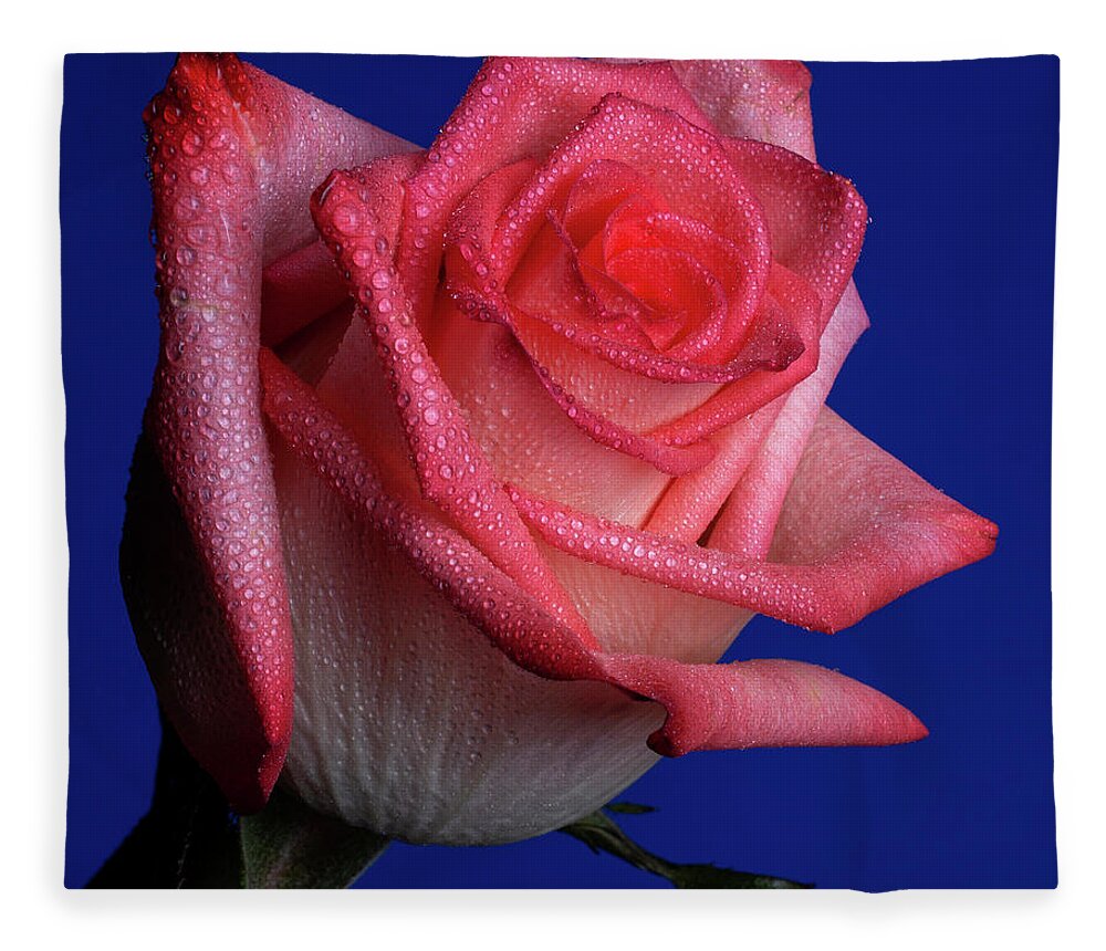 Rose Fleece Blanket featuring the photograph Enhancer by Doug Norkum
