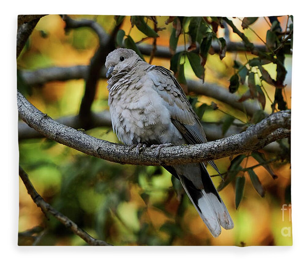 Standing Fleece Blanket featuring the photograph Eurasian Collared Dove by Pablo Avanzini