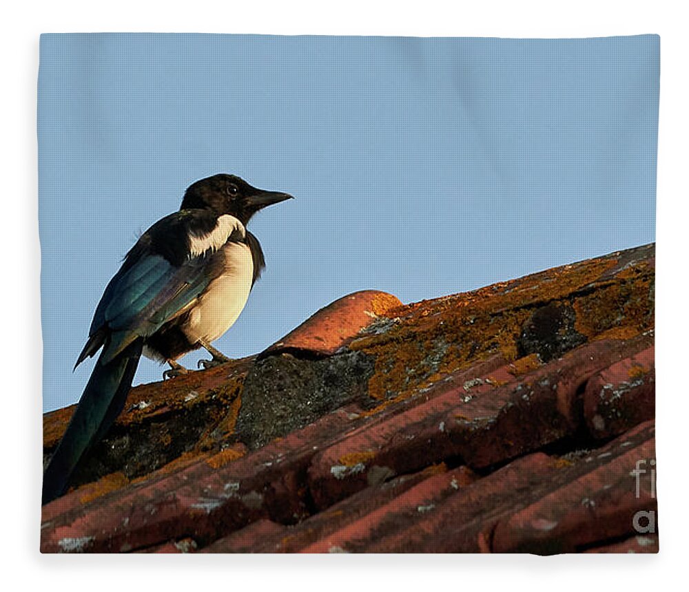 Colorful Fleece Blanket featuring the photograph Eurasian Magpie Pica Pica on Tiled Roof by Pablo Avanzini