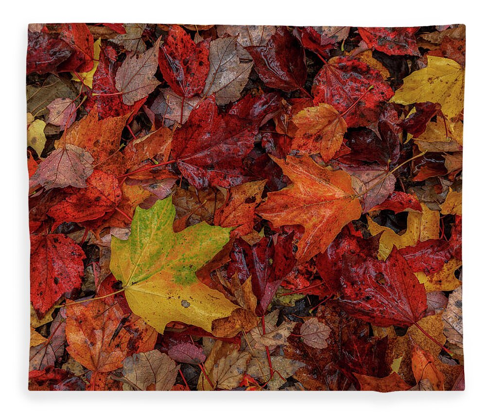 Autumn Fleece Blanket featuring the photograph Fall Colors by Rob Davies