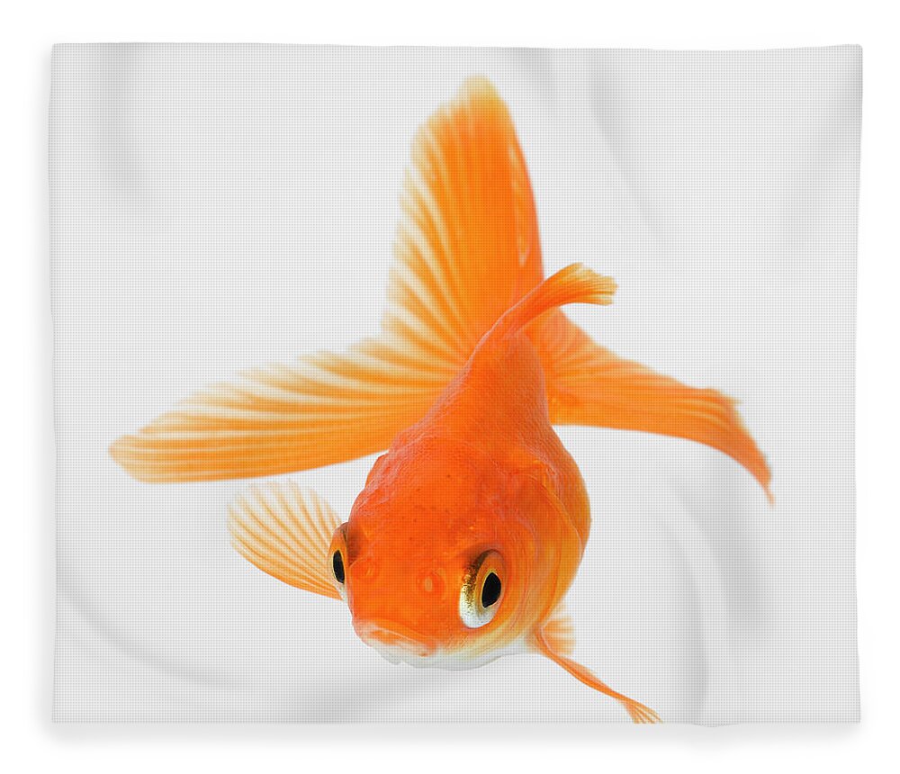 Pets Fleece Blanket featuring the photograph Fantail Goldfish Carassius Auratus by Don Farrall