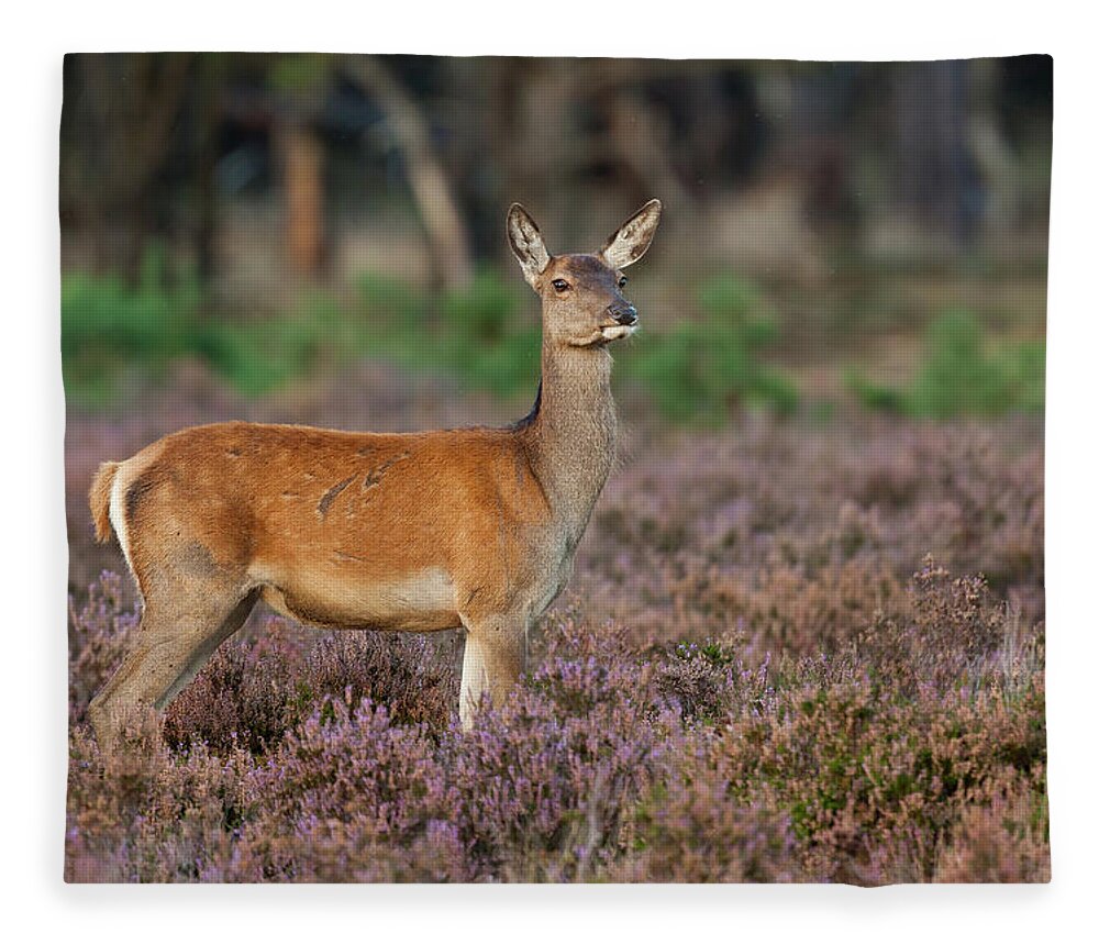 Animal Themes Fleece Blanket featuring the photograph Female Red Deer by Rob Christiaans