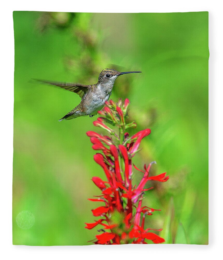Nature Fleece Blanket featuring the photograph Female Ruby-throated Hummingbird DSB0316 by Gerry Gantt