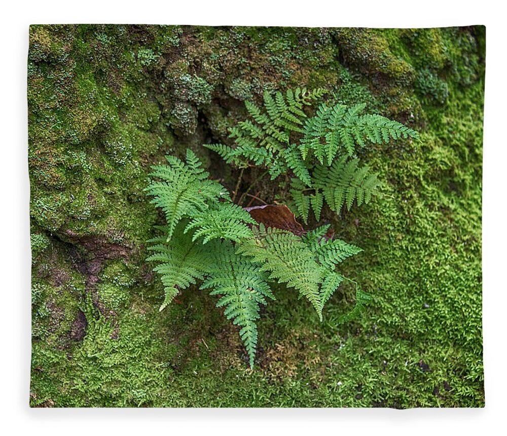 Fern Fleece Blanket featuring the photograph Fern in green by Alan Goldberg
