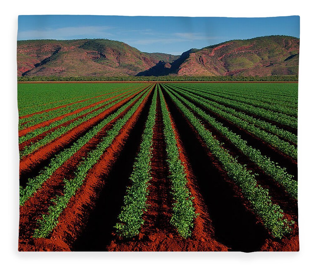 Scenics Fleece Blanket featuring the photograph Field In Kununurra by John Crux Photography