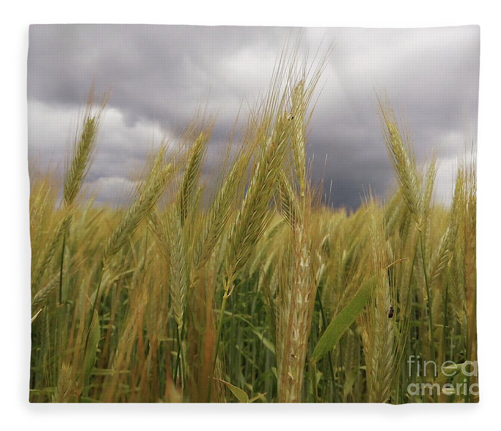 Nature Fleece Blanket featuring the photograph Fields of Gold by Alexandra Vusir