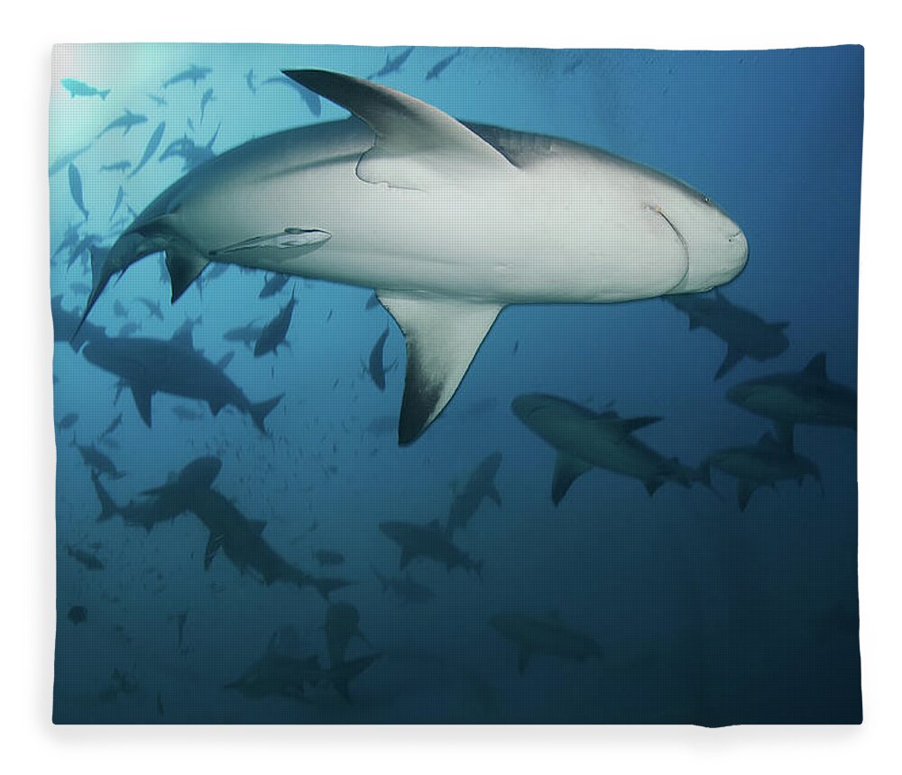 Animal Themes Fleece Blanket featuring the photograph Fiji Sharks by Nature, Underwater And Art Photos. Www.narchuk.com