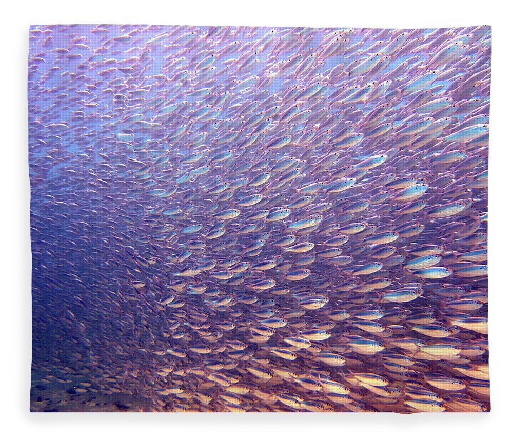 Underwater Fleece Blanket featuring the photograph Fish Dreams by Dr Peter M Forster