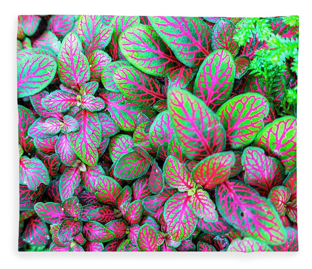 2019-08-16 Fleece Blanket featuring the photograph Fittonia Nerve Plant by Phil And Karen Rispin