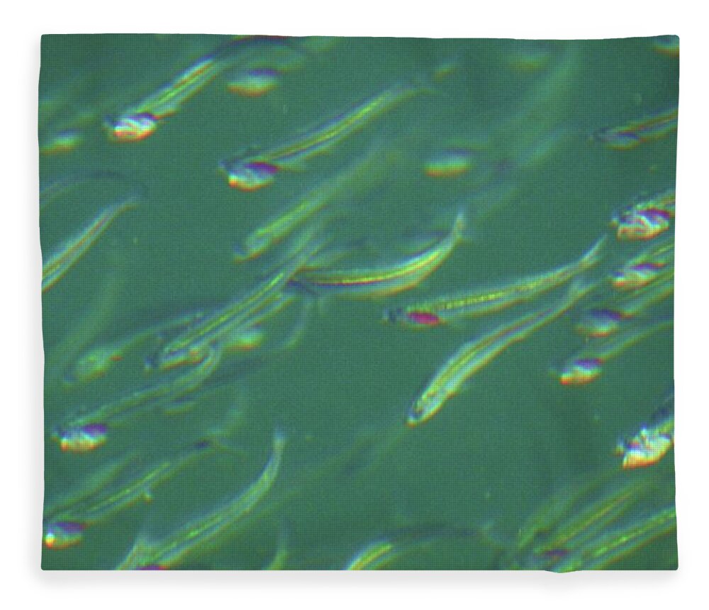 Herring Fleece Blanket featuring the photograph Flash by Fred Bailey