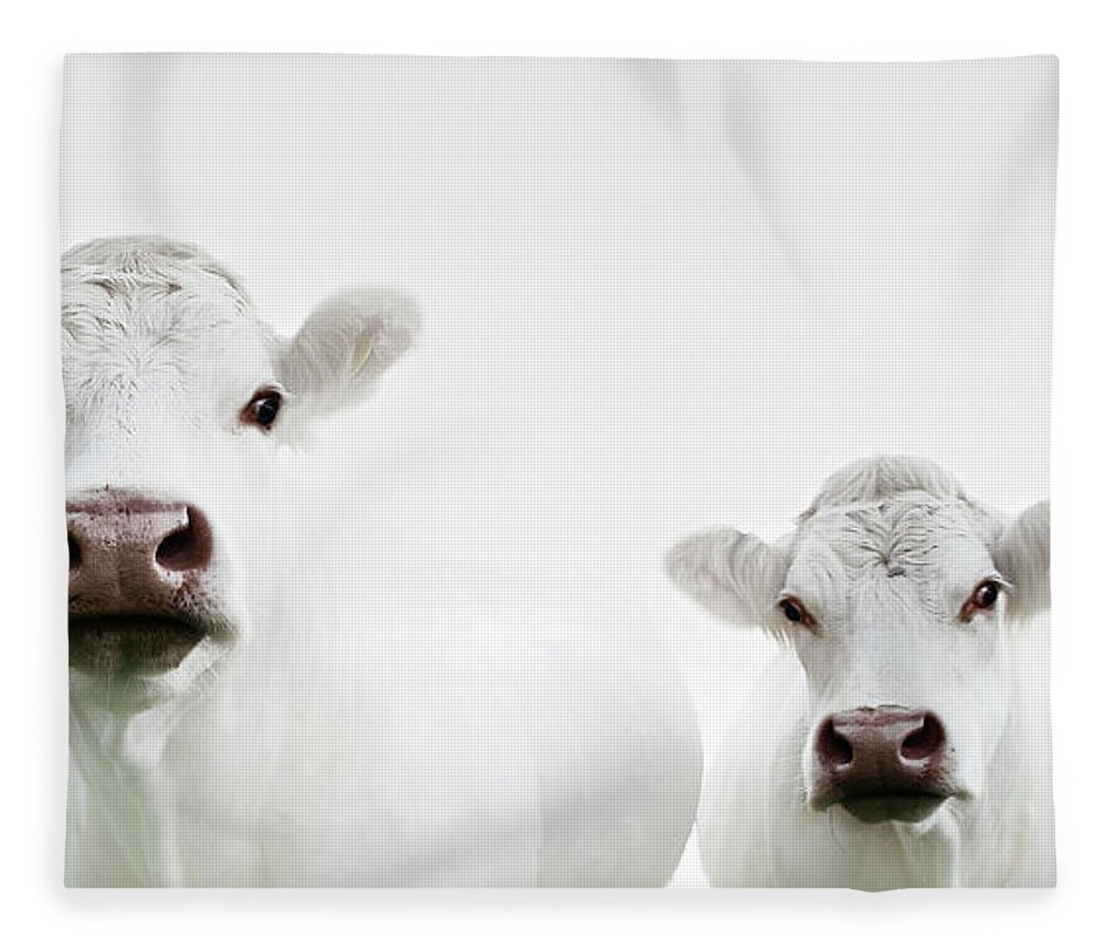 White Background Fleece Blanket featuring the photograph Flock Of Cows by Jojo1 Photography