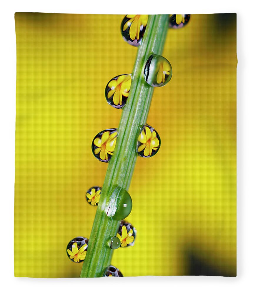 00642005 Fleece Blanket featuring the photograph Flower And Dewdrops by Hiroya Minakuchi