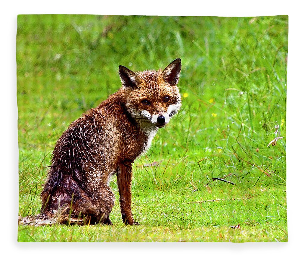 Grass Fleece Blanket featuring the photograph Fox On Grassland by Image By Terri Adcock
