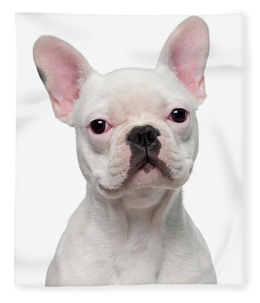 Pets Fleece Blanket featuring the photograph French Bulldog Puppy 5 Months Old by Life On White