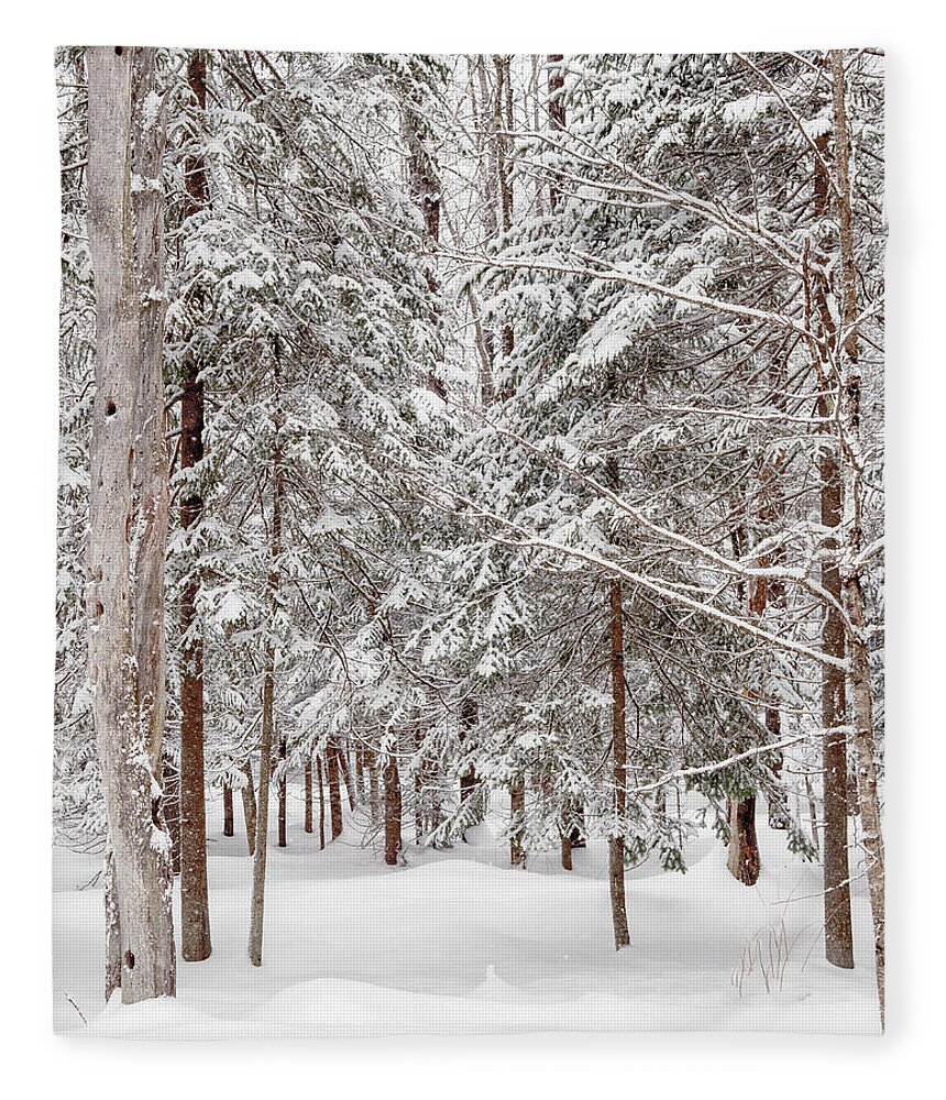 Pine Trees Fleece Blanket featuring the photograph Frosty Pines by Rod Best