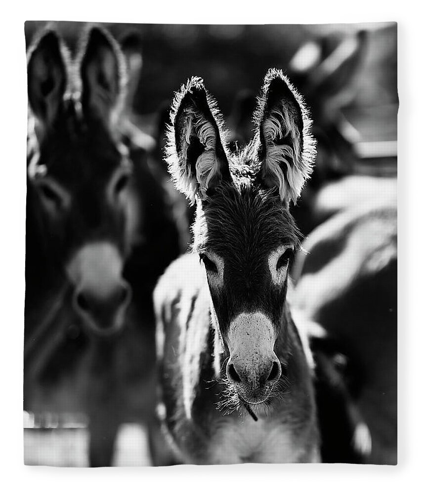 Burros Fleece Blanket featuring the photograph Fuzzy Eared Burro by Carien Schippers