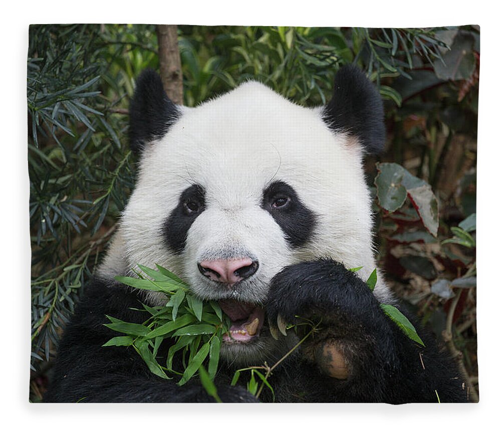 Suzi Eszterhas Fleece Blanket featuring the photograph Giant Panda Eating Bamboo by Suzi Eszterhas
