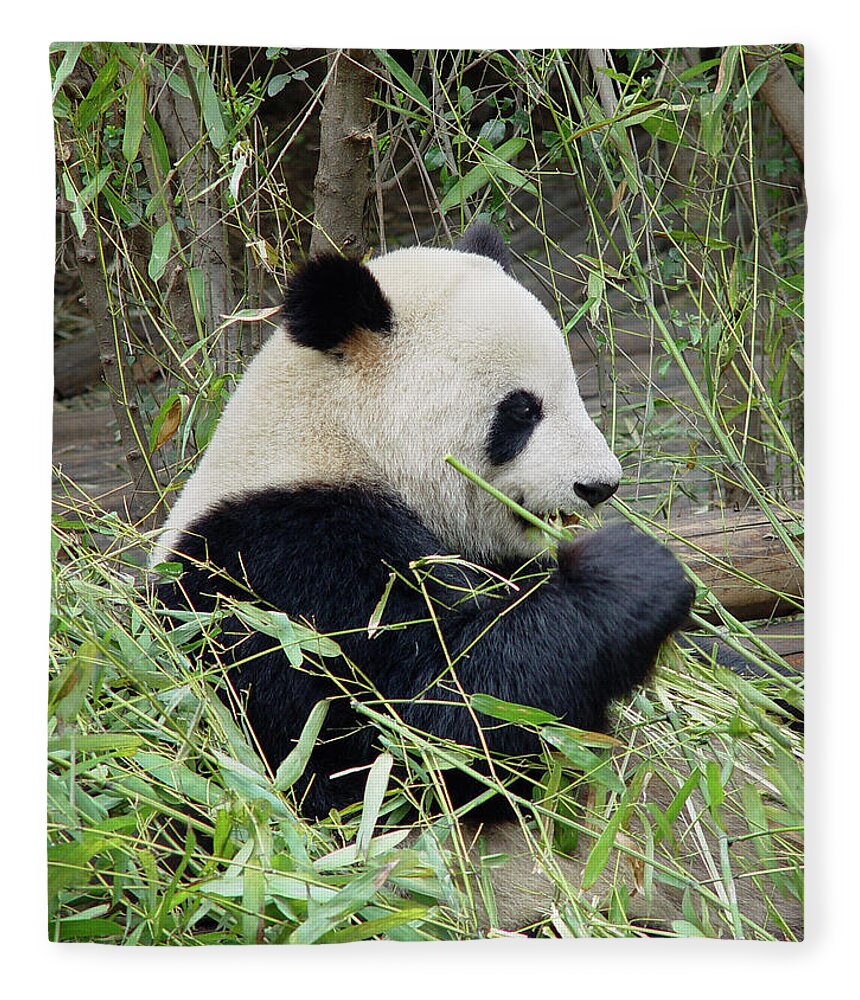 Panda Fleece Blanket featuring the photograph Giant Panda by Frankvandenbergh