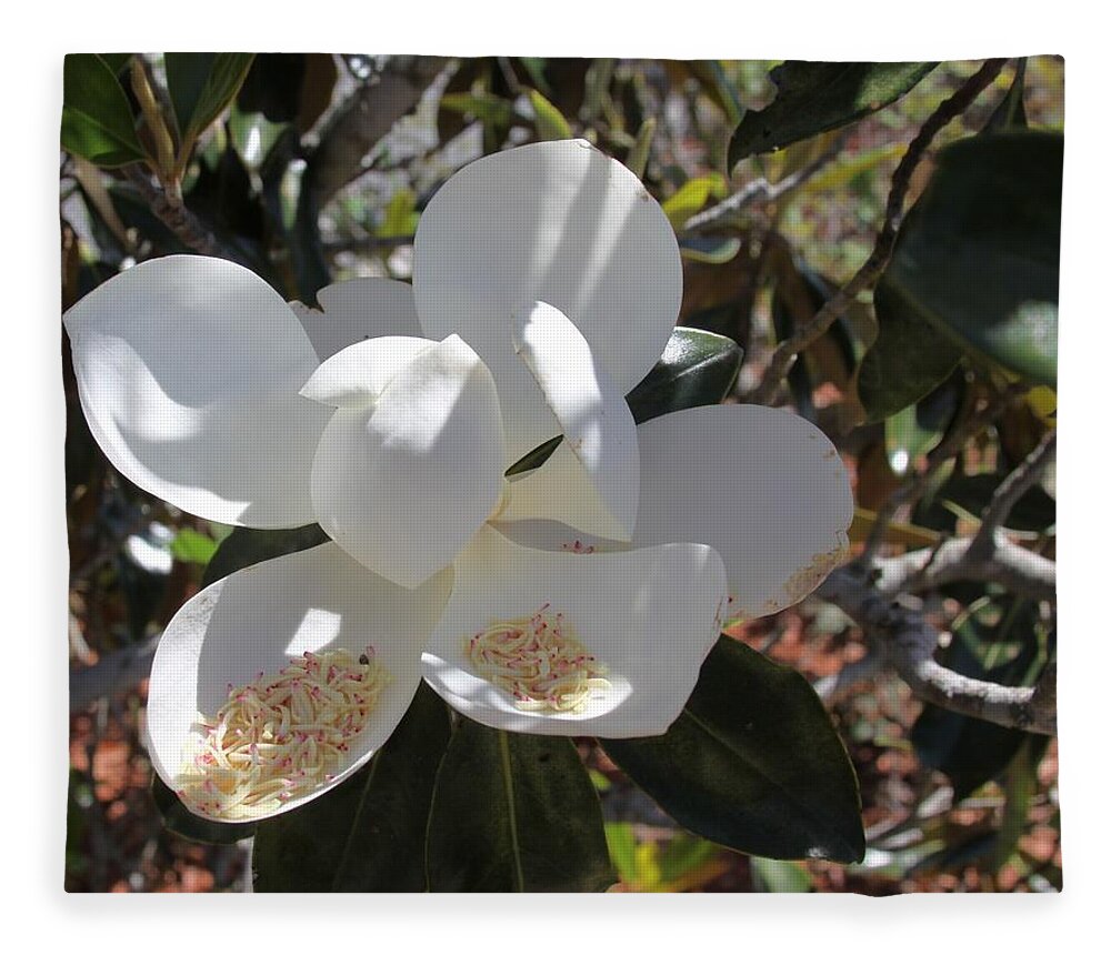 Magnificent White Magnolia Blossoms Fleece Blanket featuring the photograph Gigantic White Magnolia Blossoms Blowing in the Wind by Philip And Robbie Bracco