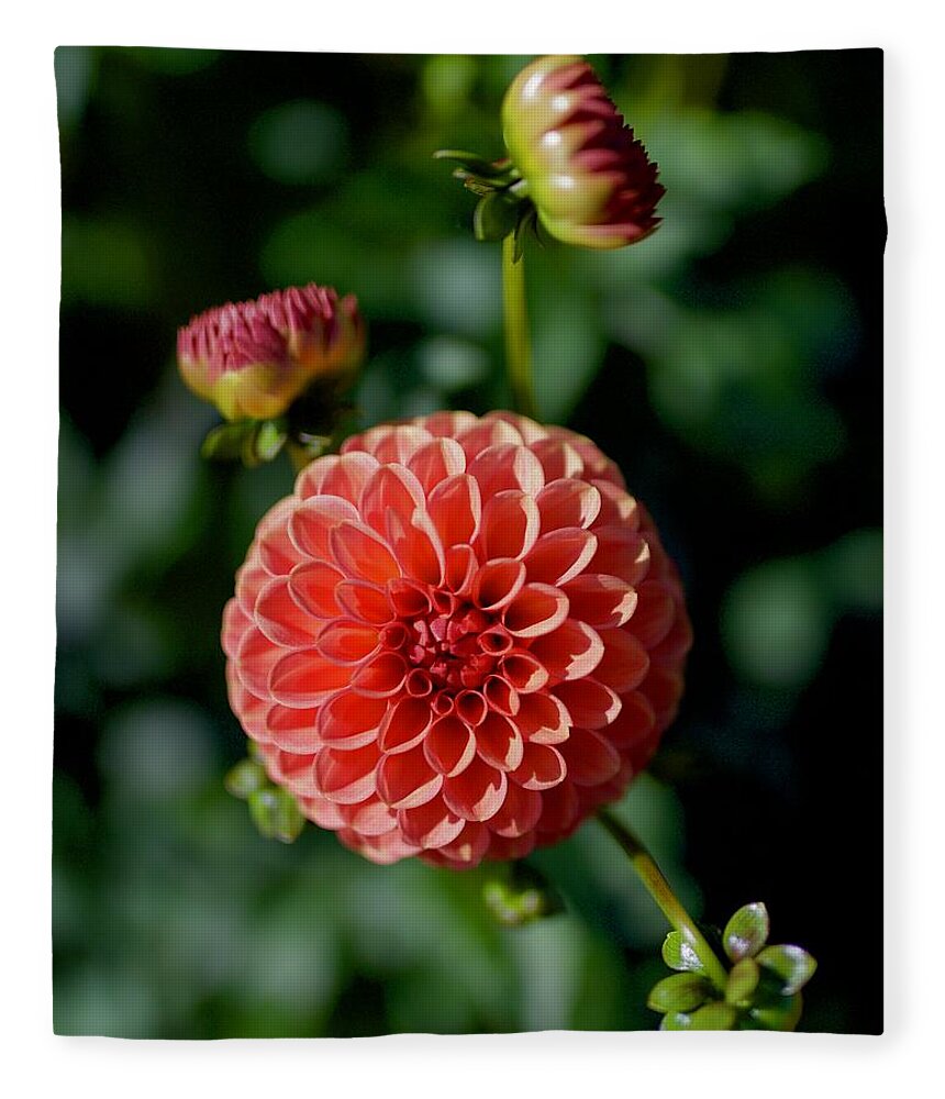 Dahlia Fleece Blanket featuring the photograph Gingeroo by Todd Kreuter