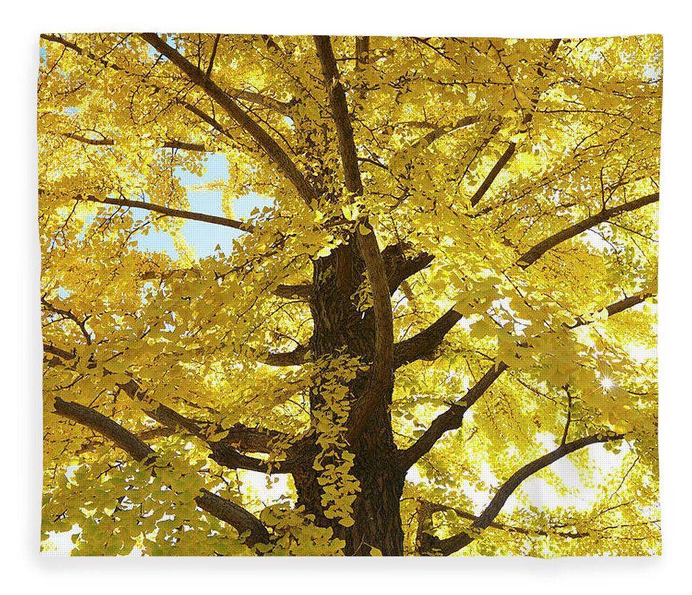 Ginkgo Tree Fleece Blanket featuring the photograph Gingko Tree In Autumn, Tokyo by Wada Tetsuo/a.collectionrf