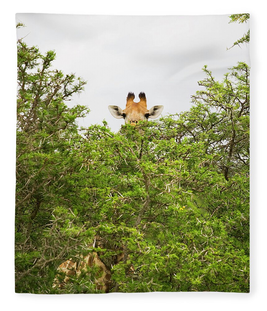 Safari discount fleece blanket