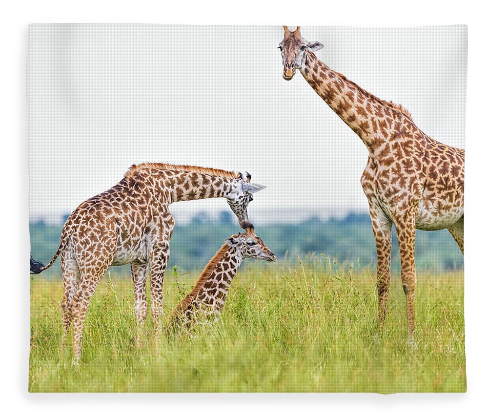 Eco Tourism Fleece Blanket featuring the photograph Giraffe Family by 1001slide