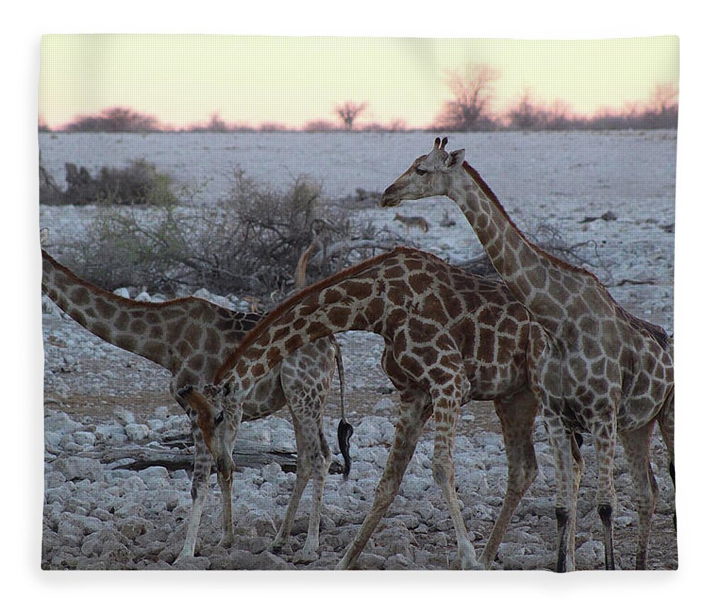  Fleece Blanket featuring the photograph Giraffes by Eric Pengelly