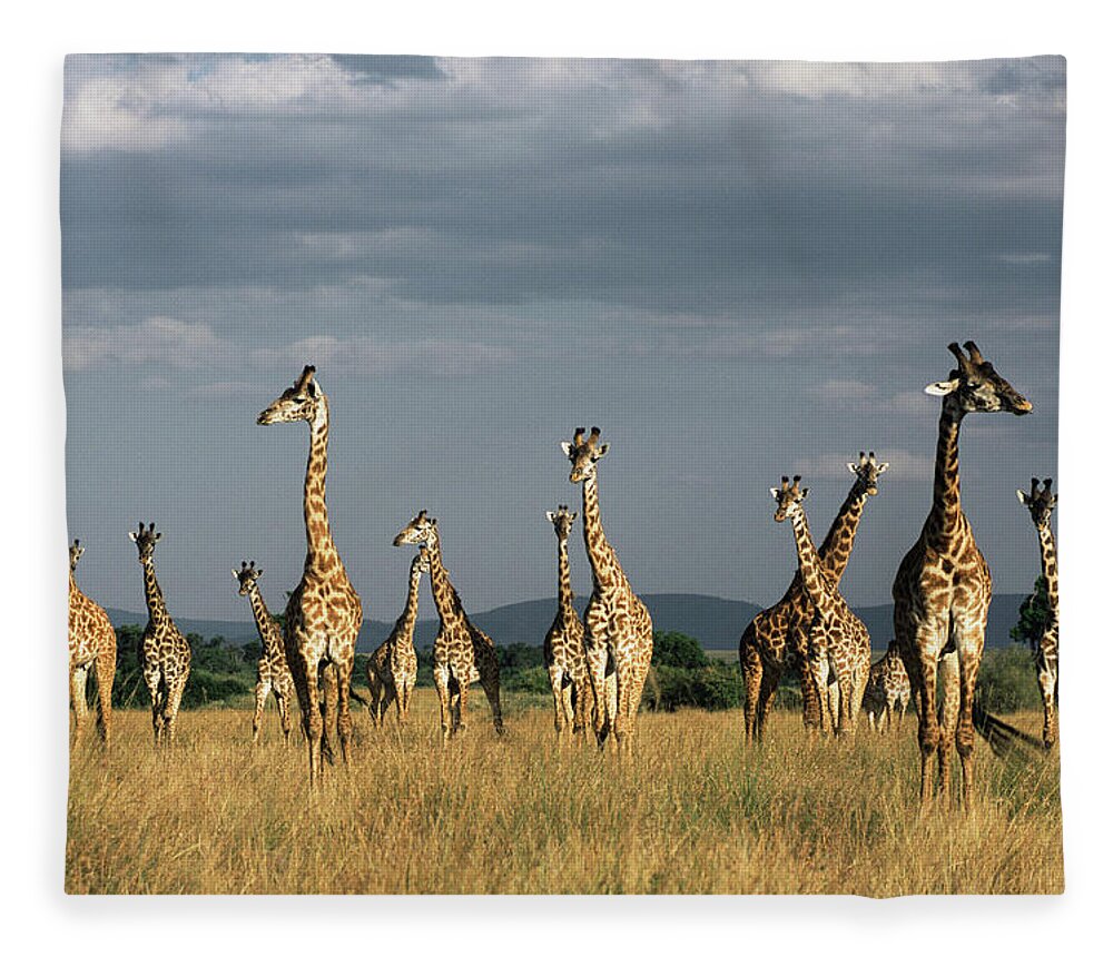 Kenya Fleece Blanket featuring the photograph Giraffes Giraffa Camelopardalis by James Warwick