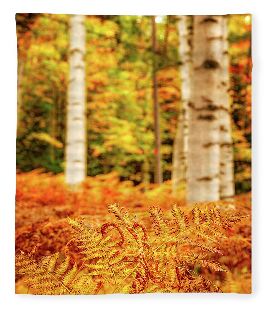 Autumn Fleece Blanket featuring the photograph Golden Ferns In The Birch Glade by Jeff Sinon
