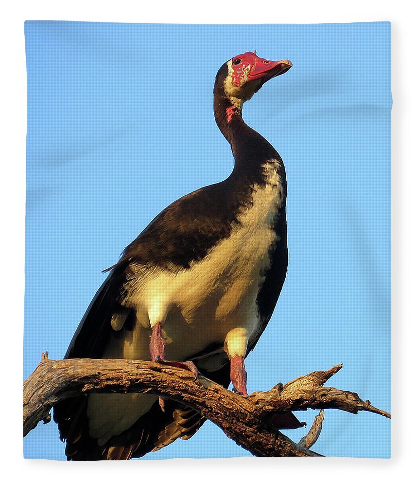 Africa Fleece Blanket featuring the photograph Goose by Eric Pengelly