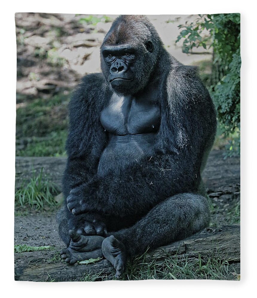 Gorilla cheers up her human friend by – ahem – 'apeing' his glum pose |  Metro News