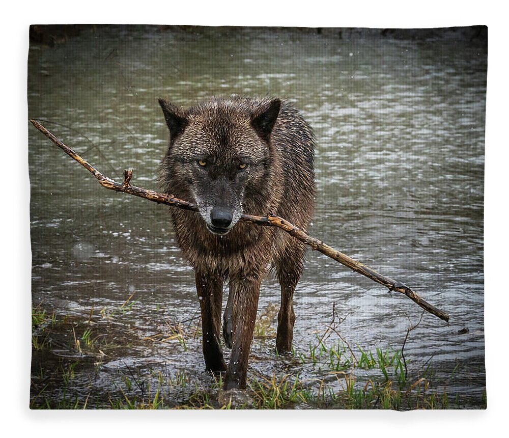 Black Wolf Wolves Fleece Blanket featuring the photograph Got the Stick by Laura Hedien