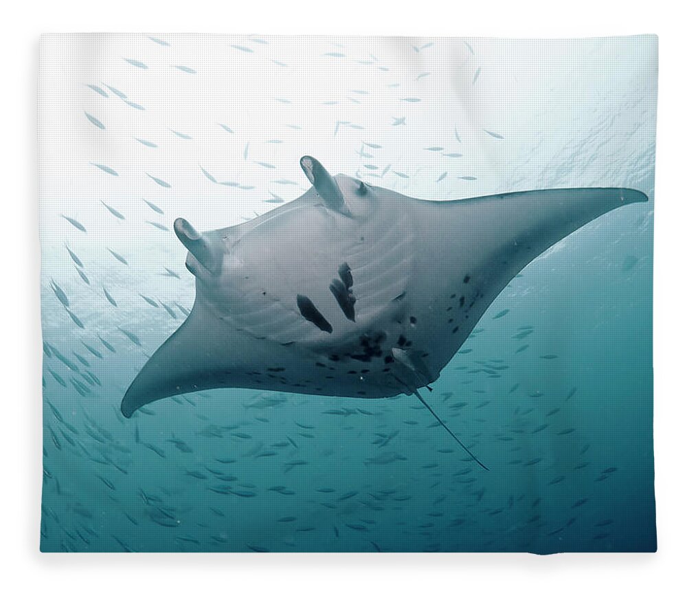 Animal Themes Fleece Blanket featuring the photograph Graceful Manta by Wendy A. Capili