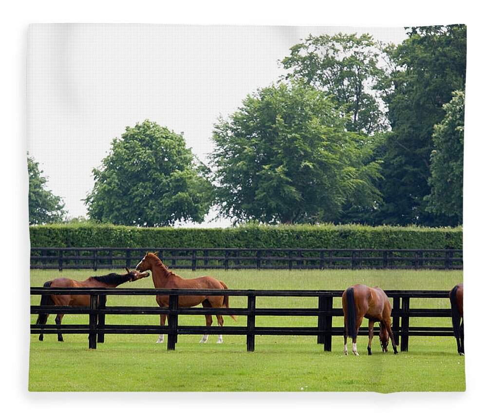 Horse Fleece Blanket featuring the photograph Grazing In The Paddock by Stocknshares