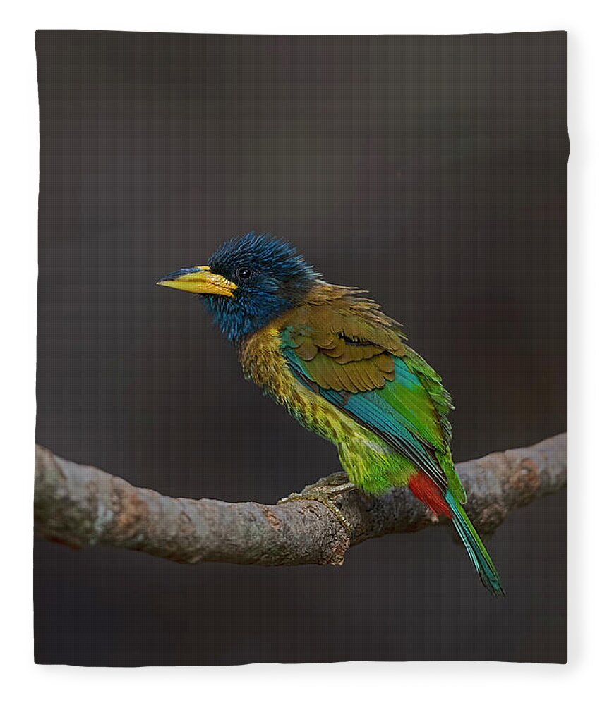 Bird Images For Print Fleece Blanket featuring the photograph Great barbet by Uma Ganesh