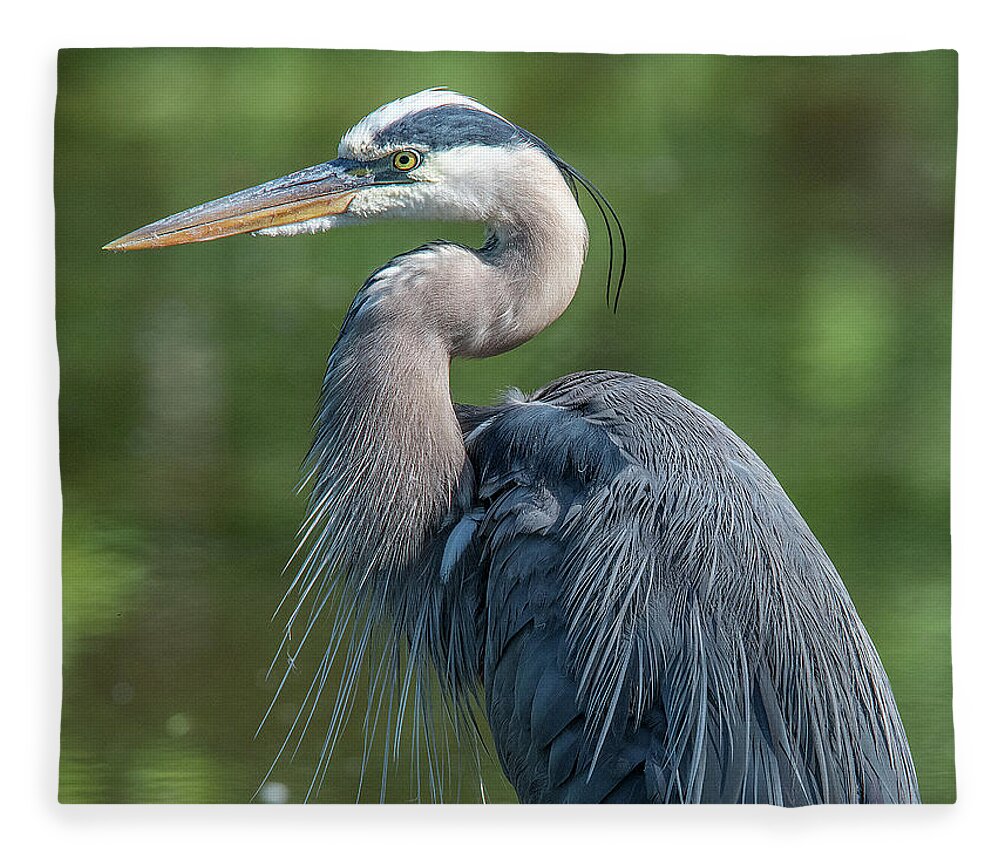 Nature Fleece Blanket featuring the photograph Great Blue Heron after Preening DMSB0157 by Gerry Gantt