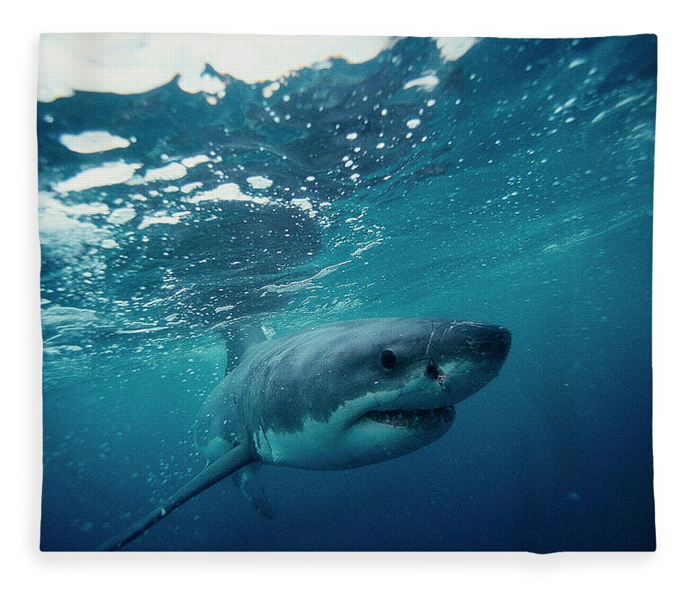 Underwater Fleece Blanket featuring the photograph Great White Shark, South Africa by Stuart Westmorland