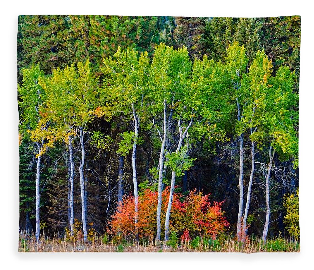 Idaho Fleece Blanket featuring the photograph Green Aspens Red Bushes by Tom Gresham